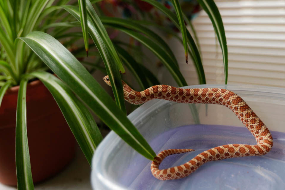 Snake